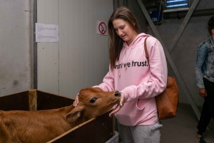 Amsterdam: Windmill, Cheese, and Countryside E-Bike Tour