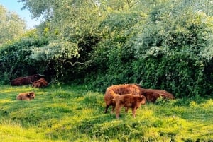 Amsterdam: Zaanse Schans Windmills & Zaandam E-Bike Tour