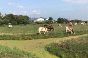 Amsterdam: Zaanse Schans Windmills & Zaandam E-Bike Tour