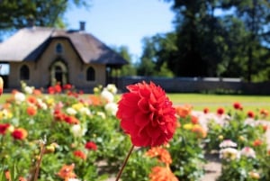 From Amsterdam: Holland Flower and Windmill Tour - summer ed