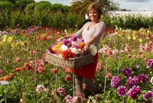 From Amsterdam: Holland Flower and Windmill Tour - summer ed