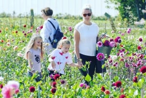 From Amsterdam: Holland Flower and Windmill Tour - summer ed