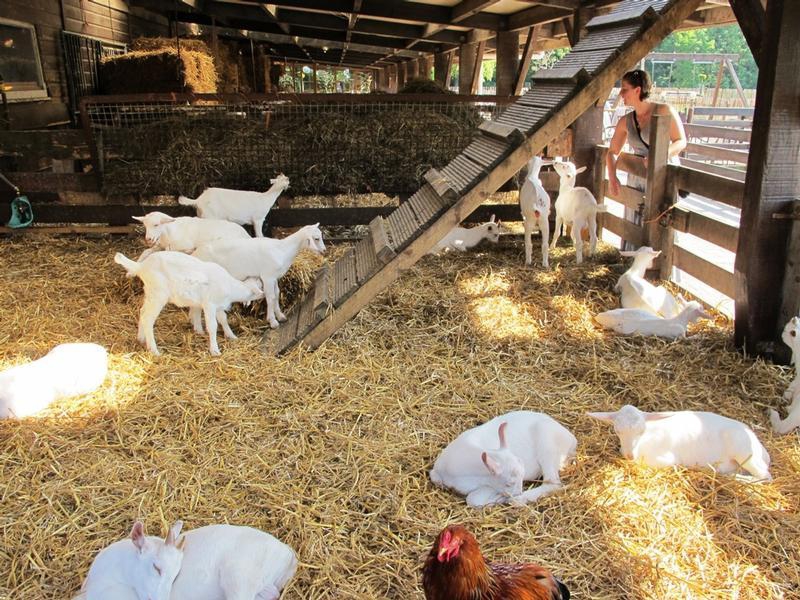 De Ridammerhoeve - Goat Farm