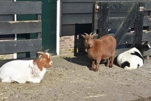 Excursión privada en francés «Des moulins, sabots et du Gouda» (Molinos, zuecos y Gouda)