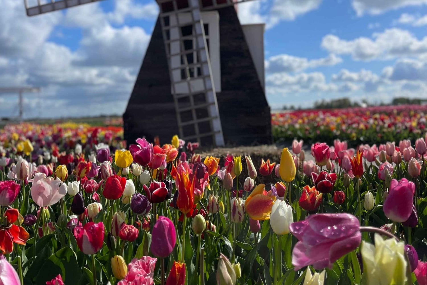 オランダの田園風景：風車、村々、チーズ、そして木靴