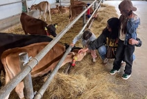 オランダの田園風景：風車、村々、チーズ、そして木靴