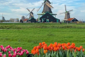 Z Amsterdamu: targ serów w Alkmaar i Zaanse Schans