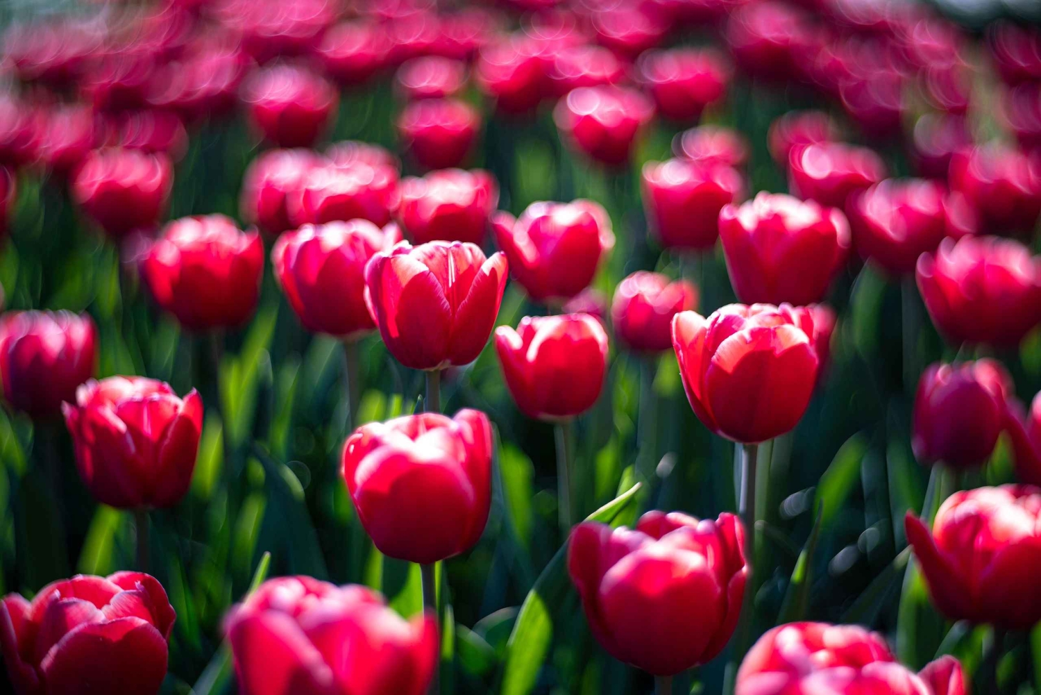 Desde Ámsterdam: Excursión de un día a Madurodam y los Jardines de Keukenhof