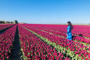From Amsterdam: Day Trip to Keukenhof, Tulips Fields & Delft