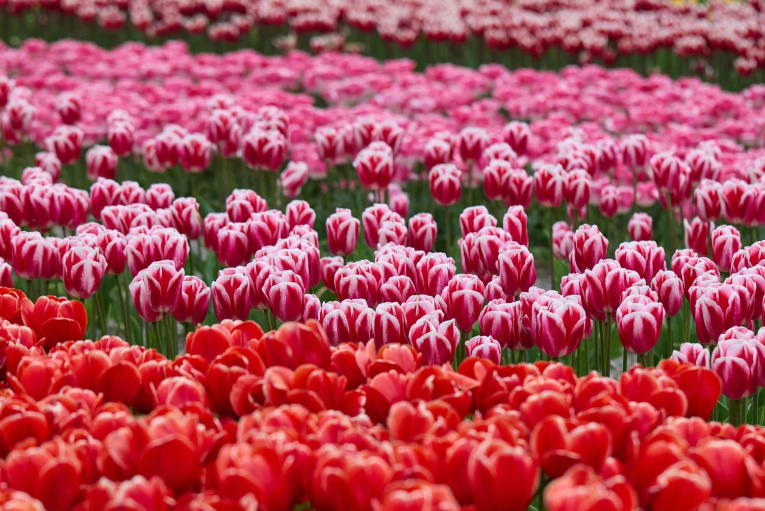 From Amsterdam: Dunes, Submarine & Windmills Guided Day Tour
