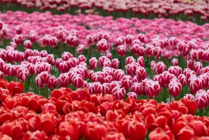 From Amsterdam: Dunes, Submarine & Windmills Guided Day Tour