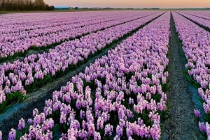 From Amsterdam: Early Flower Day Tour with Lunch & Windmill