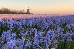 From Amsterdam: Early Flower Day Tour with Lunch & Windmill