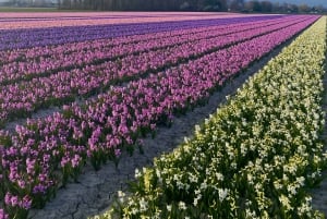 From Amsterdam: Early Flower Day Tour with Lunch & Windmill