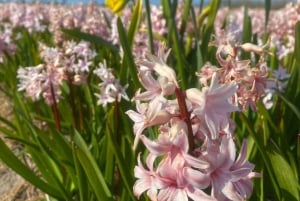 From Amsterdam: Early Flower Day Tour with Lunch & Windmill