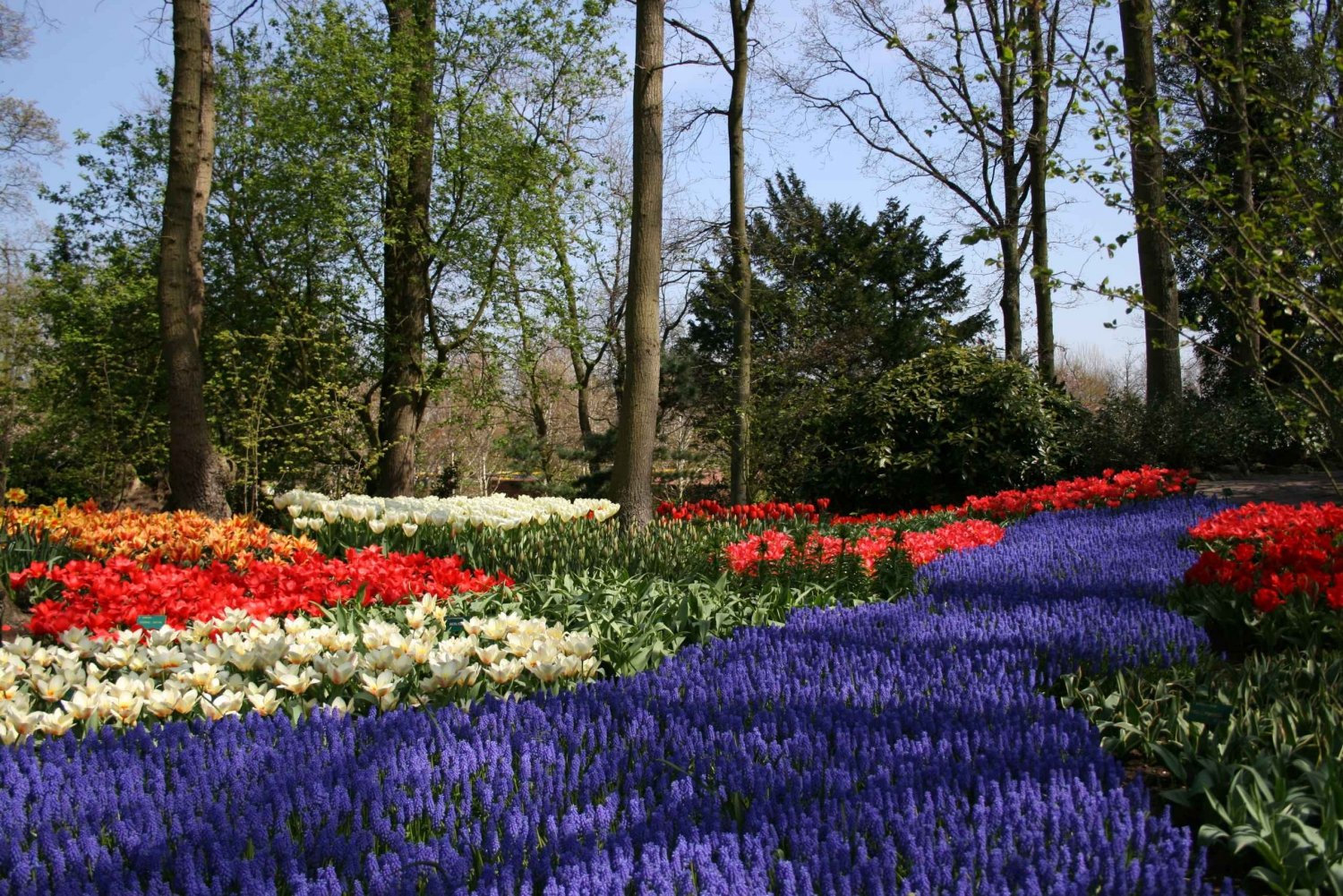 From Amsterdam: Keukenhof and Haarlem Full-Day Guided Tour