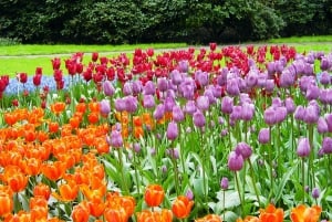 From Amsterdam: Keukenhof and Haarlem Full-Day Guided Tour