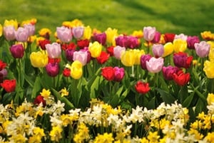 From Amsterdam: Keukenhof and Haarlem Full-Day Guided Tour