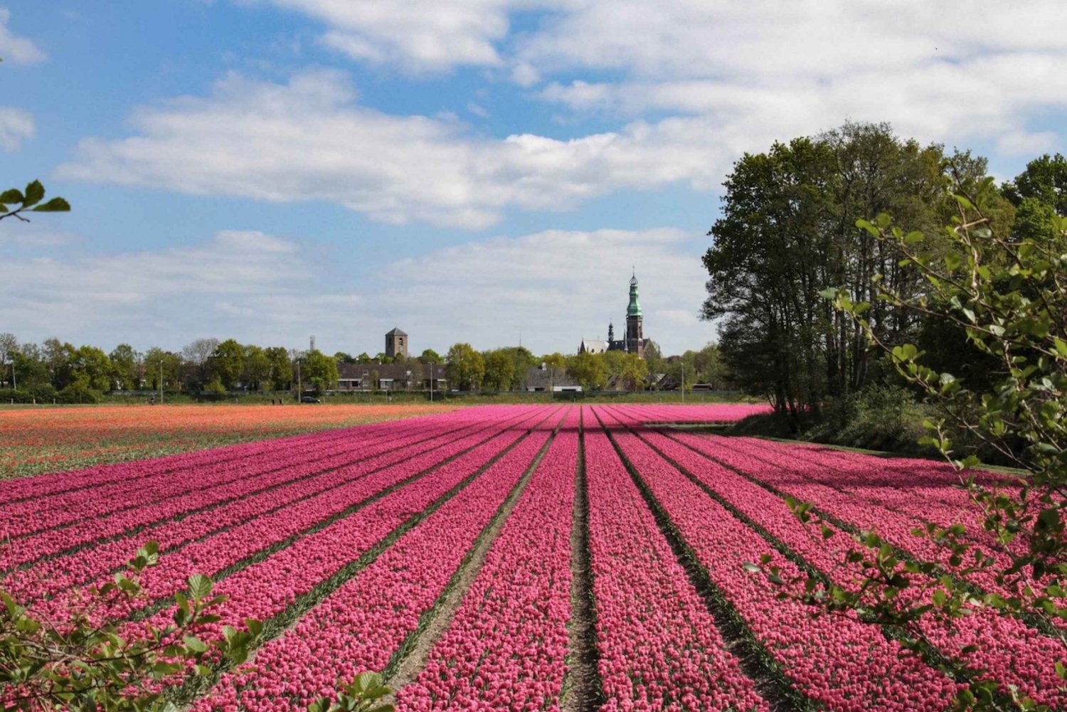 Amsterdam: Bus Transfer to Keukenhof & Tulip Fields