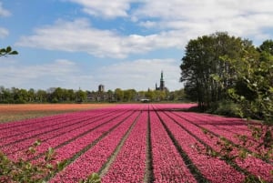 Amsterdam: Buss transfer till Keukenhof & tulpanfälten