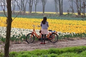 Amsterdam: Bus Transfer to Keukenhof & Tulip Fields