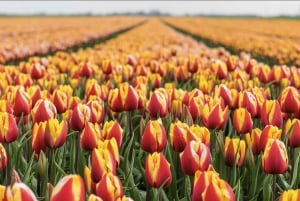Amsterdam: Buss transfer till Keukenhof & tulpanfälten