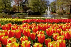 Amsterdam: Bus Transfer to Keukenhof & Tulip Fields