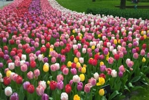 From Amsterdam: Keukenhof and Zaanse Schans Small Group Tour