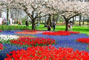 From Amsterdam: Keukenhof Flower Park Transfer & Ticket 2025