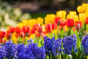 From Amsterdam: Keukenhof Flower Park Transfer & Ticket 2025