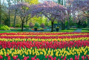 From Amsterdam: Keukenhof Flower Park Transfer & Ticket 2025