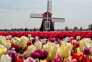 From Amsterdam: Keukenhof Gardens & Tulip Experience Tour