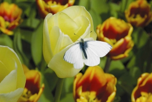 From Amsterdam: Keukenhof Gardens & Tulip Experience Tour