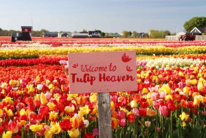 From Amsterdam: Keukenhof Gardens & Tulip Experience Tour