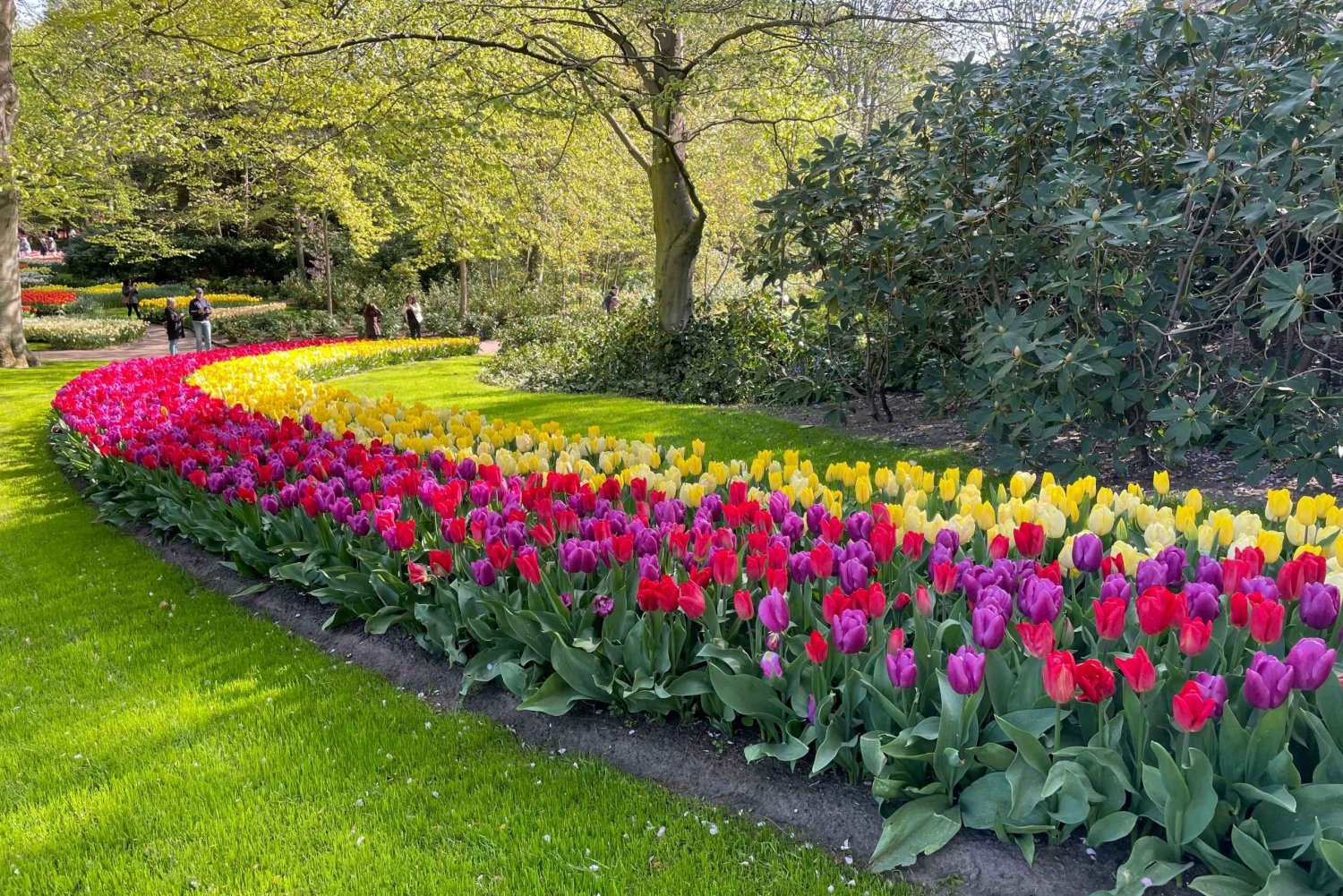 From Amsterdam: Keukenhof Tulips and Windmills Guided Tour
