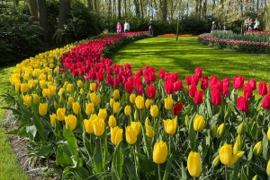 From Amsterdam: Keukenhof Tulips and Windmills Guided Tour