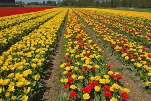 Desde Ámsterdam: Tulipanes de Keukenhof, Molinos de Viento y Volendam