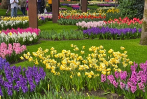 Vanuit Amsterdam: Keukenhof Tulpen, Molens & Volendam