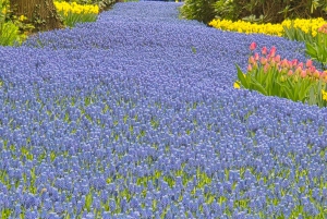 Vanuit Amsterdam: Keukenhof Tulpen, Molens & Volendam