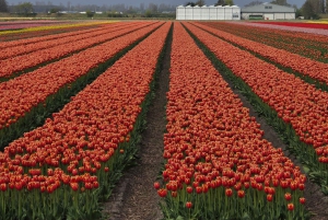 Vanuit Amsterdam: Keukenhof Tulpen, Molens & Volendam