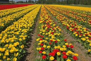 Vanuit Amsterdam: Keukenhof Tulpen, Molens & Volendam