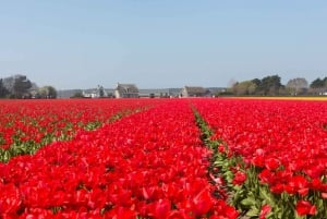 From Amsterdam: Private Day Trip to Keukenhof & De Tulperij