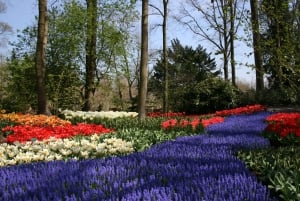 From Amsterdam: Private Day Trip to Keukenhof & De Tulperij