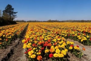 From Amsterdam: Private Day Trip to Keukenhof & De Tulperij