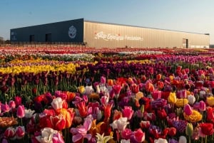 Från Amsterdam: Privat Keukenhof- och tulpanupplevelsetur