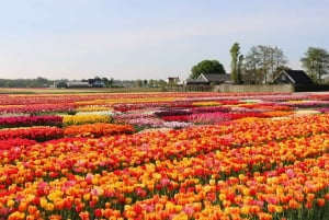 Från Amsterdam: Privat Keukenhof- och tulpanupplevelsetur