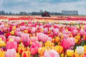 Från Amsterdam: Privat Keukenhof- och tulpanupplevelsetur