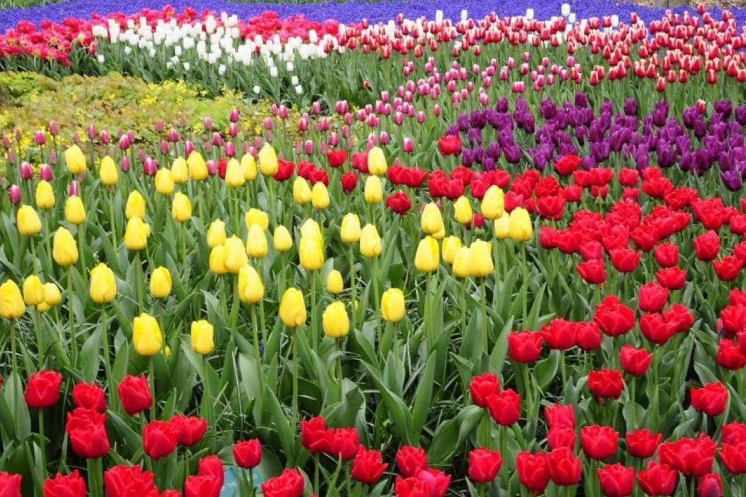 Fra Amsterdam: Privat utflukt til Keukenhof og Madurodam