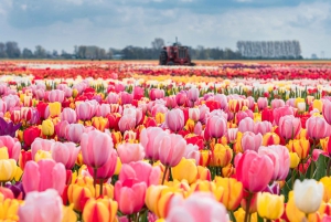 From Amsterdam: Private Windmills and Keukenhof Tour