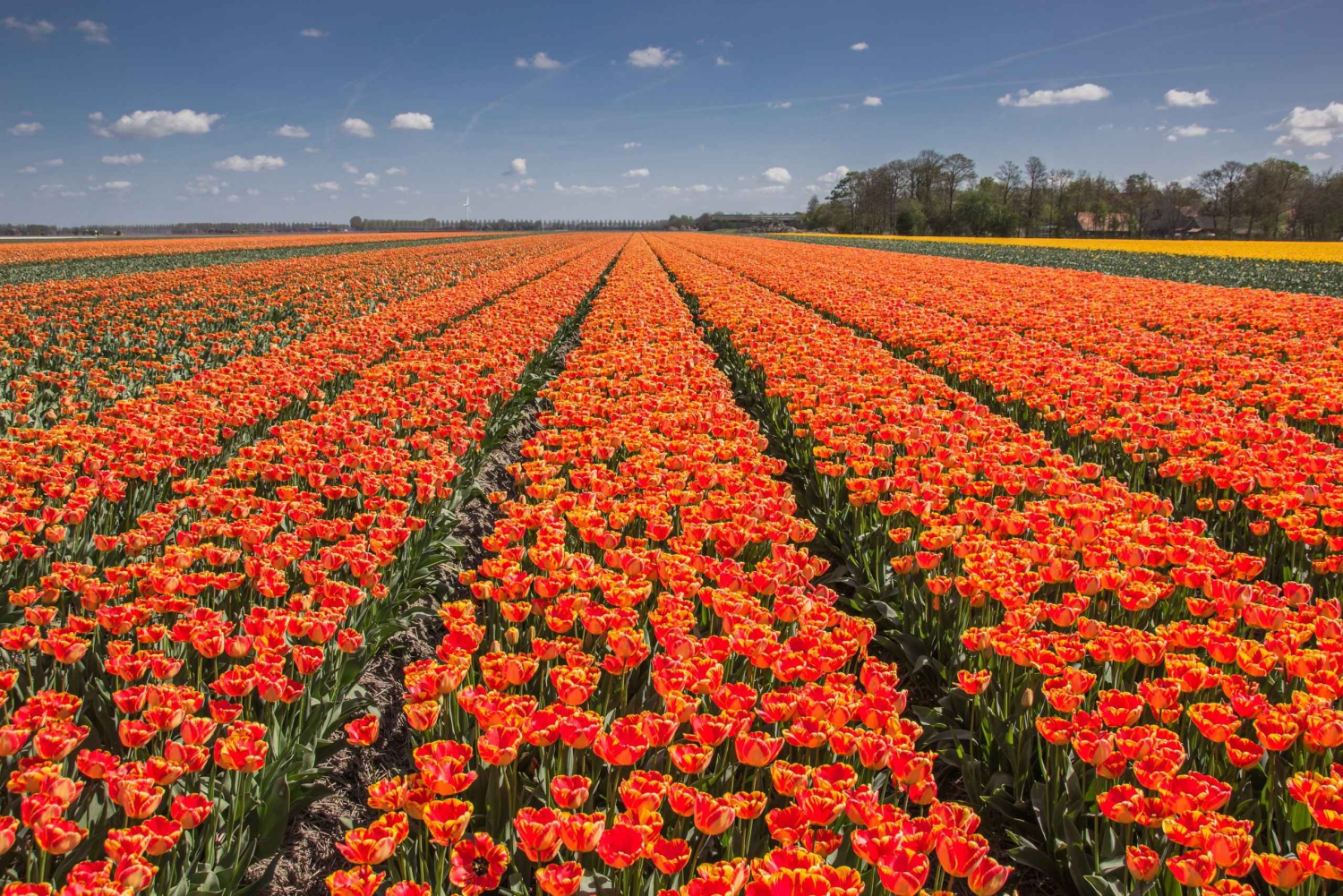 From Amsterdam: take the famous Tulip route tour